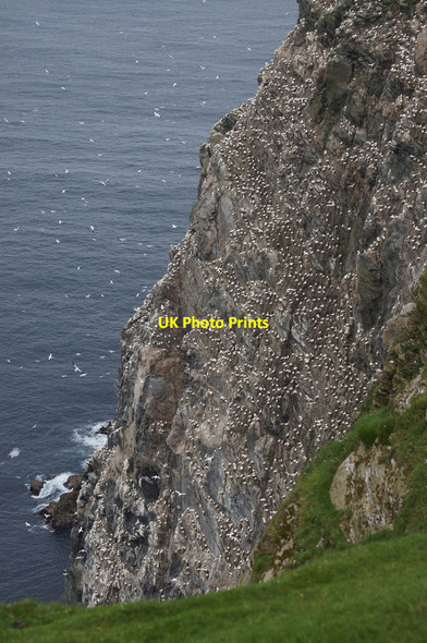 Photo 6"x4" The cliffs of the Neap, Hermaness Burrafirth c2014