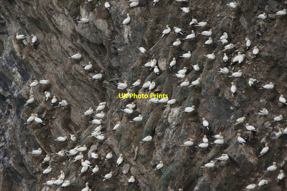 Photo 6"x4" Gannets (Morus bassana) on the Neap, Hermaness Burrafirth c2014