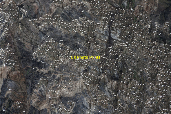 Photo 6"x4" Gannets (Morus bassana) on the Neap, Hermaness Burrafirth c2014