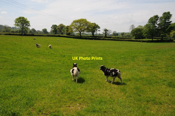 Photo 6"x4" Jacob sheep Llanwrda c2014