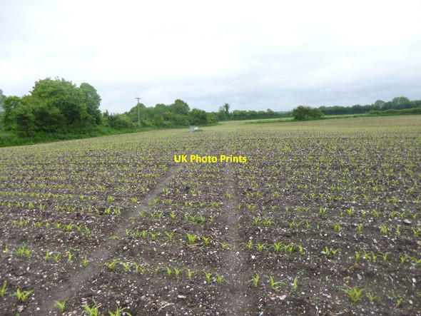 Photo 6"x4" Charlton All Saints, Avon Valley Path Charlton All Saints c2014