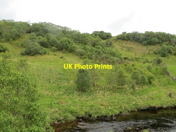 Photo 6"x4" Woodland, Glen Euchar Kilninver c2014