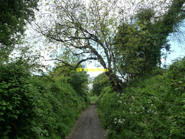 Photo 6"x4" Tree-lined byway in a cutting Easterton Sands c2014