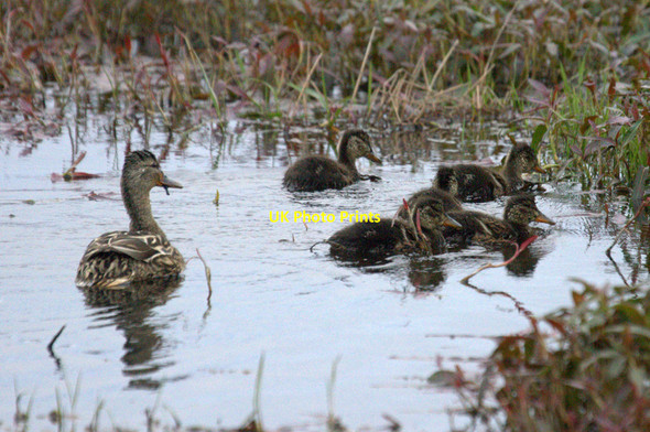 Photo 6"x4" Mallard with ducklings, Haroldswick pool Bothen c2014