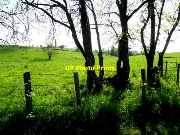 Photo 6"x4" Trees and shadows, Drumrawn Drumquin c2014