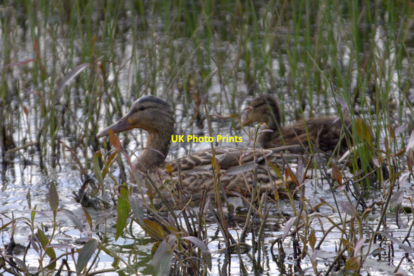 Photo 6"x4" Mallard (Anas platyrhynchos) with duckling at Haroldswick pool Bothen c2014