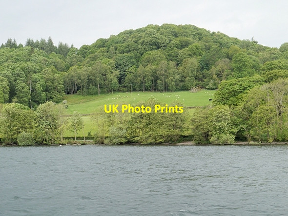 Photo 6"x4" Sheep in Clearing near Belle Grange High Wray c2014