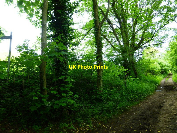 Photo 6"x4" Byway on Drayton Down looking northwards Coombe\/SU6620 c2014