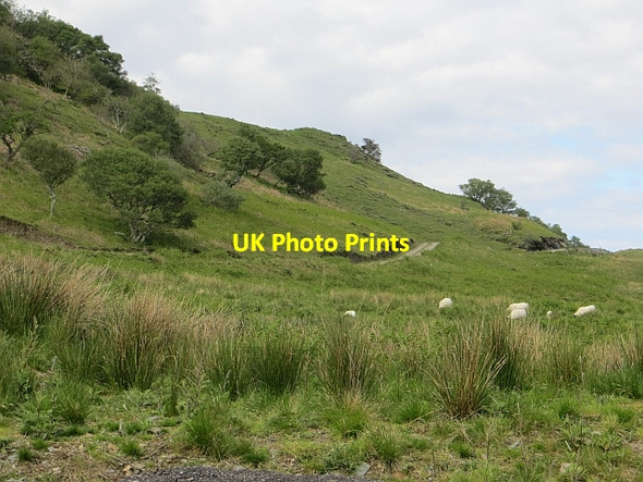 Photo 6"x4" Road to Ardmaddy Arduaine c2014