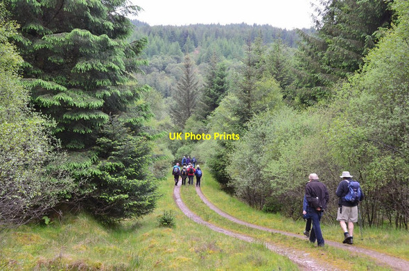 Photo 6"x4" Track near Cnoc Buidhe (2) Colintraive c2014