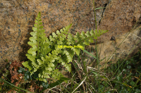 Photo 6"x4" Black Spleenwort (Asplenium adiantum-nigrum), Keen of Hamar Baltasound c2014
