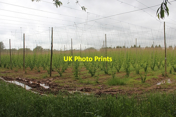 Photo 6"x4" Hop field Birchend c2014