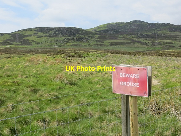 Photo 6"x4" Beware Grouse Amulree c2014
