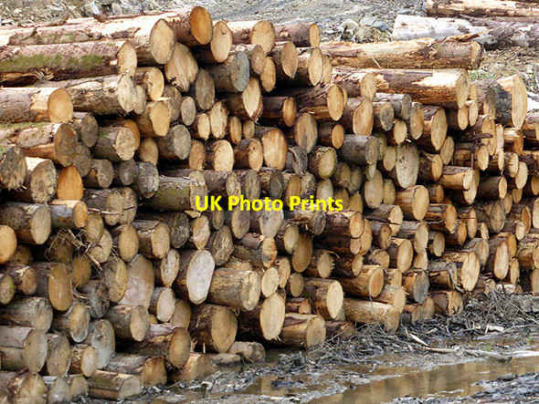 Photo 6"x4" Felled timber awaiting collection Tre'r-dd\u00f4l\/SN6692 c2014