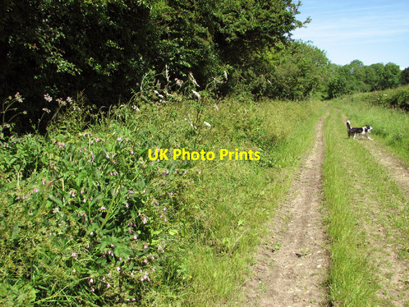 Photo 6"x4" View along Birch Way Thwaite St Mary c2014