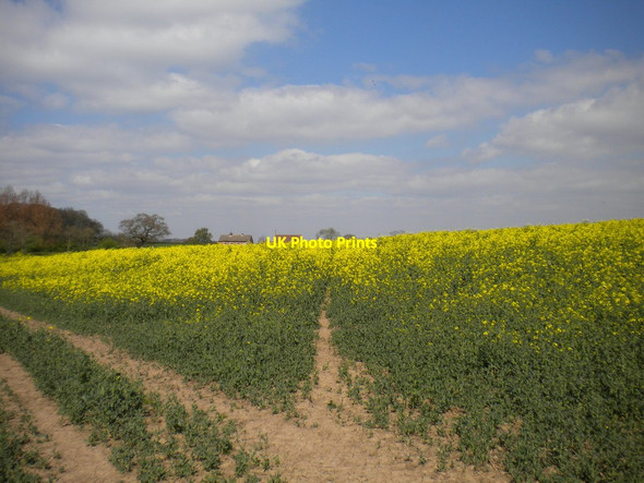 Photo 6"x4" Disappearing footpath south of East Leake Stanford Hills c2014