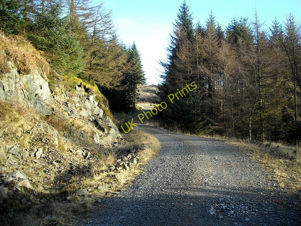 Photo 6"x4" Track  in Glentrool Forest Glen Trool c2009