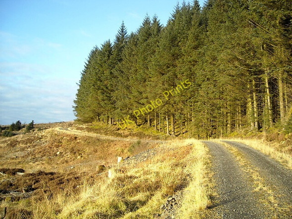 Photo 6"x4" Track  in Glentrool Forest Rig of Stroan c2009