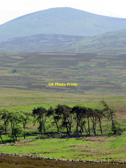 Photo 6"x4" Trees near Scauldhill Akeld c2014
