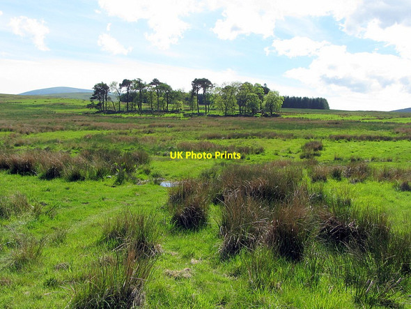 Photo 6"x4" Trees near Scaldhill Akeld c2014
