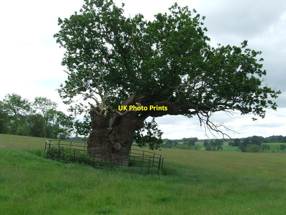 Photo 6"x4" The Queens Oak Huntingfield\/TM3374 c2014
