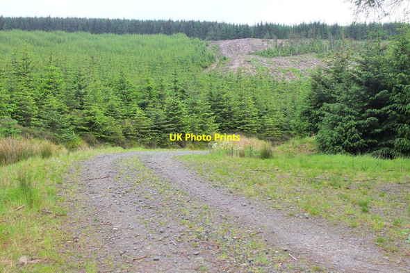 Photo 6"x4" Forest growth around Glenbenna Burn West Bold c2014