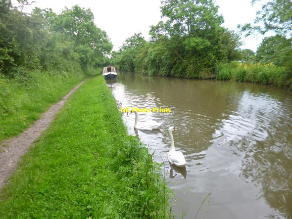 Photo 6"x4" Bedworth, swans Bedworth c2014