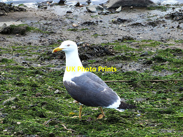 Photo 6"x4" Lesser Black-Backed Gull Cramond c2014