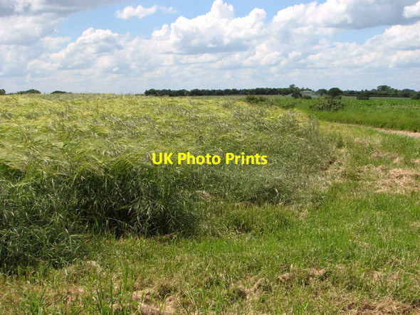 Photo 6"x4" Fields north of Beeston Beeston\/TF9015 c2014