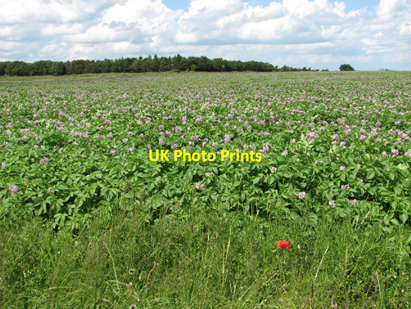 Photo 6"x4" Flowering potato crop north of Back Lane Beeston\/TF9015 c2014