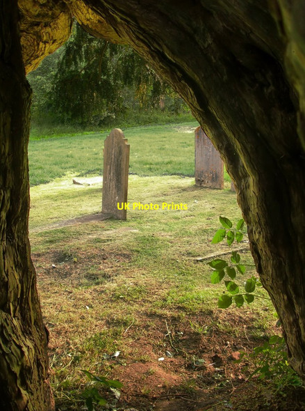 Photo 6"x4" View from inside the churchyard yew, Dunsfold Dunsfold Green c2014