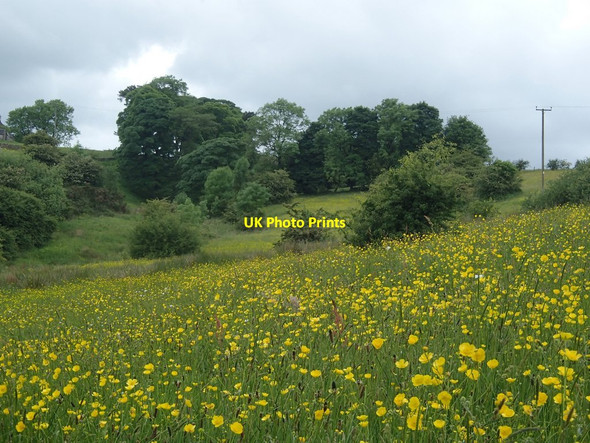 Photo 6"x4" Meadow at buttercup time Hayes\/SK0860 c2014