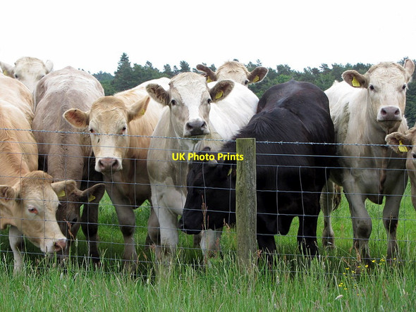 Photo 6"x4" Nosey neighbours along the Rothbury Railway Scots' Gap c2014