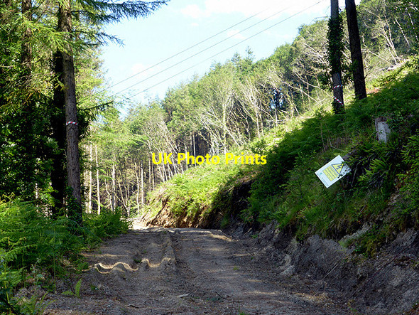 Photo 6"x4" Forestry road into Coed y Garreg Glandyfi c2014