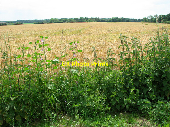 Photo 6"x4" Ripening barley and nettles by Pond Farm Frans Green c2014
