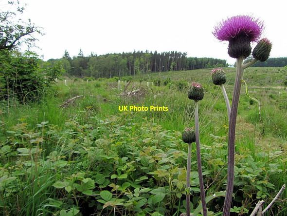 Photo 6"x4" South end of Delf Plantation Scots' Gap c2014