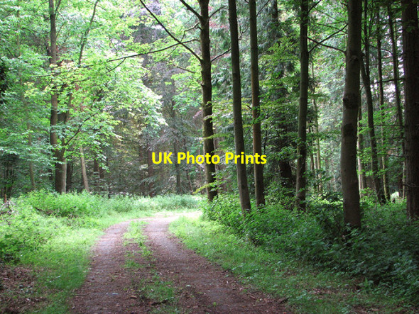 Photo 6"x4" Path through Hockering Wood Hockering c2014