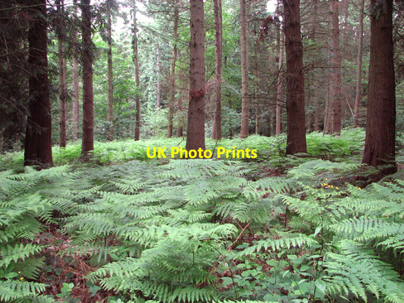 Photo 6"x4" Bracken in Hockering Wood Hockering c2014