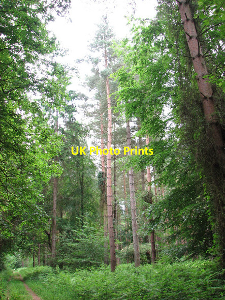 Photo 6"x4" Conifers in Hockering Wood Hockering c2014