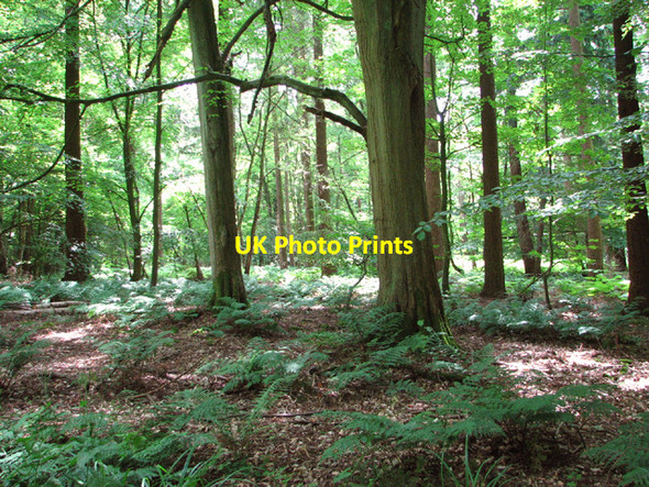 Photo 6"x4" Hockering Wood in June Hockering c2014