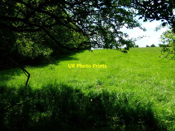 Photo 6"x4" Field by woodland on Peake New Road Exton\/SU6121 c2014