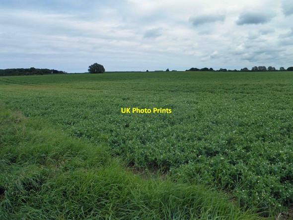Photo 6"x4" Need a pea? Eskham c2014