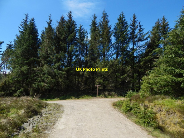 Photo 6"x4" Path junction on Darleith Muir Arden\/NS3684 c2014