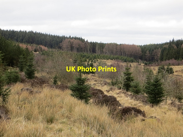 Photo 6"x4" Young trees, Ravenburn Raven Burn c2014