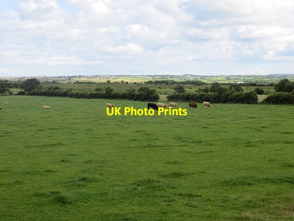 Photo 6"x4" Cattle near Articlave Articlave c2013