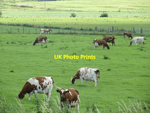 Photo 6"x4" Ayrshires near Coleraine Coleraine c2013