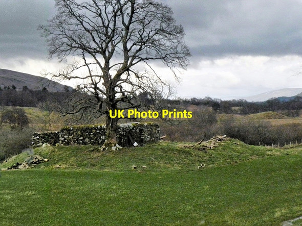 Photo 6"x4" Tree in Burial Ground, Glen Dochart Auchlyne c2014