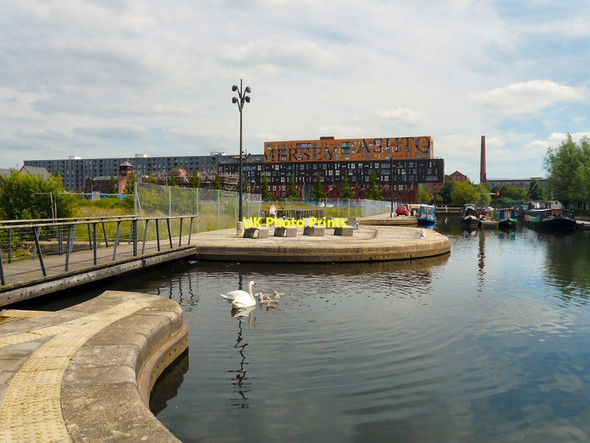 Photo 6"x4" Swans and cygnets at New Islington Marina Manchester c2014