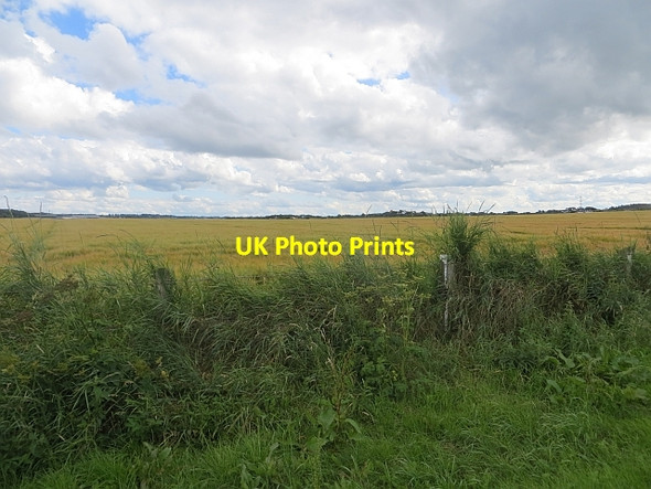 Photo 6"x4" Barley, Portballintrae Portballintrae c2013