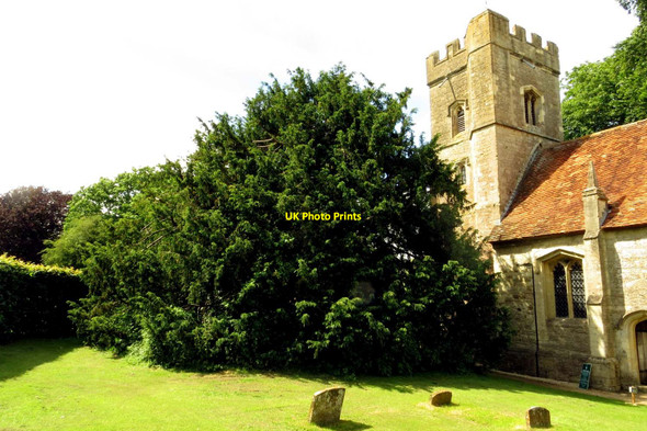 Photo 6"x4" The yew tree by Rycote Chapel Tiddington\/SP6504 c2014